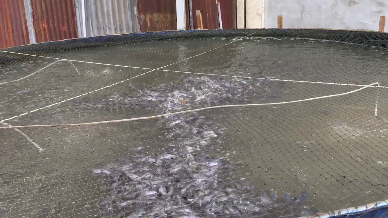 Budidaya Lele di kolam terpal dengan sistem sederhana 