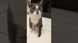 Live highlight | I am 3 years old 🐈🎉 #buffalocat