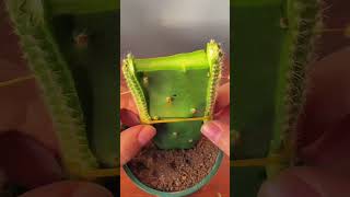 How to Graft Cactus for Beginners | Step-by-Step Guide