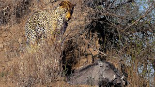 Leopard Catches Warthog In Its Burrow - Stealth At Its Best