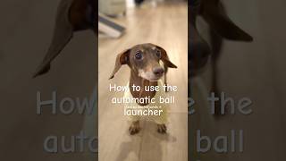 Moonpie shows Buttercup how she learned to use the automatic ball launcher