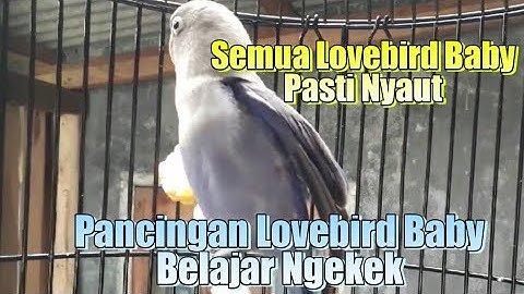 Pancingan Sangat Ampuh || Pancingan Lovebird Baby Paud Belajar Ngekek