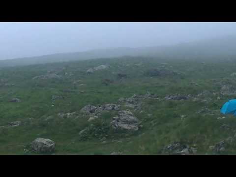 ძაღლი და კვიცი ჭაუხში.