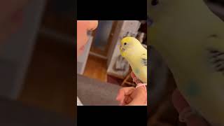 Love to kiss my adorbale Budgie.🥰😍 # #love #reels #budgie #trend #birds #viral #like #budgies #bird