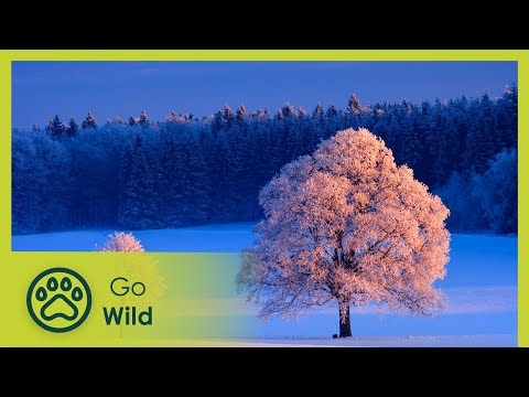 Christmas Winter Wonderland - Go Wild
