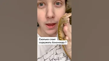 Сколько стоит содержать бананоеда? #бананоед