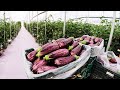 Awesome Greenhouse Eggplant Farming - Modern Greenhouse Agriculture Technology - Eggplant Processing