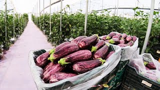 How To Grow 98 Millions Of  Eggplant in Greenhouse  Modern Greenhouse Agriculture Technology