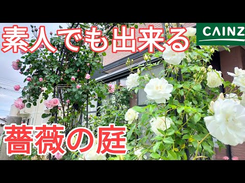 【バラの剪定 手入れ】【バラアーチ】自宅の庭の薔薇が満開になりましたので報告いたします。