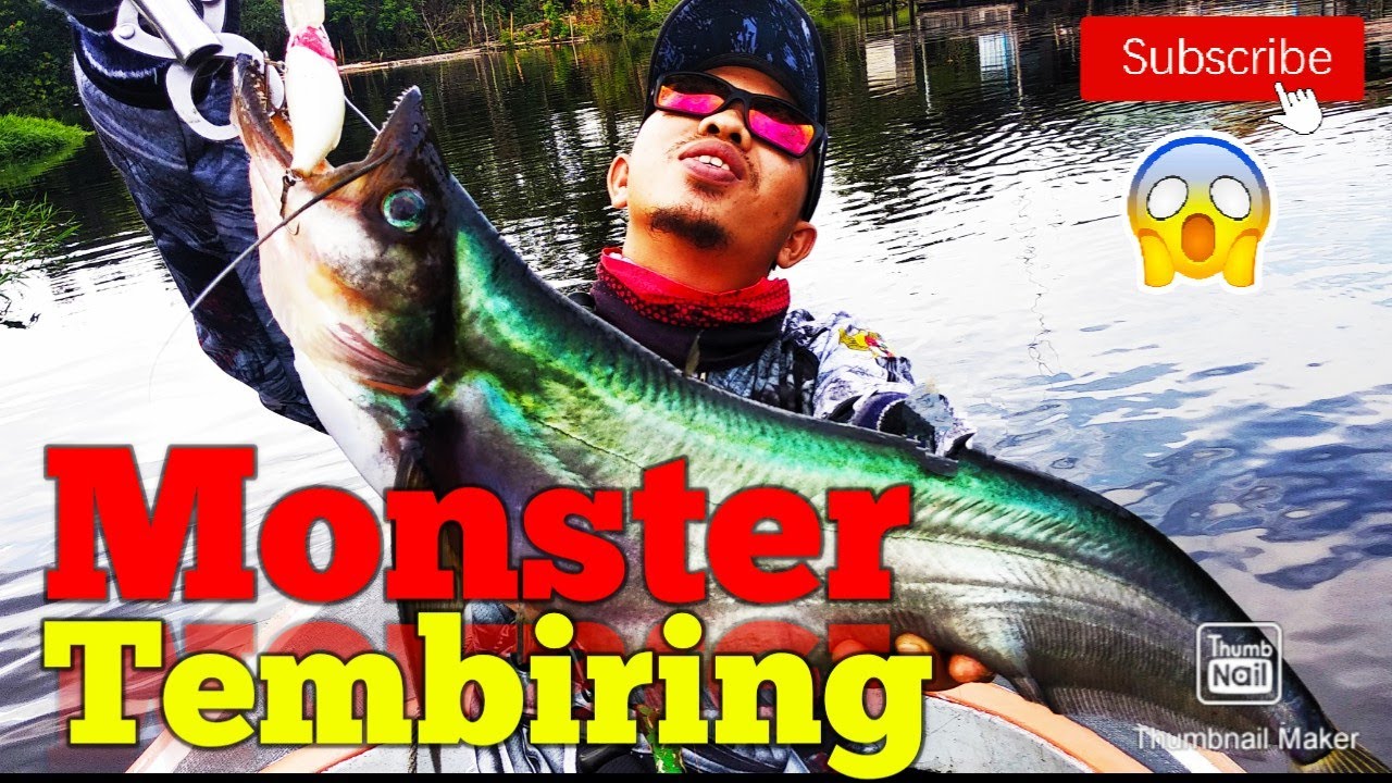 Mancing ikan lais Tembiring Monster// ikan singgarek predator kalimantan
