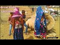 Camel  dewasi  great raika