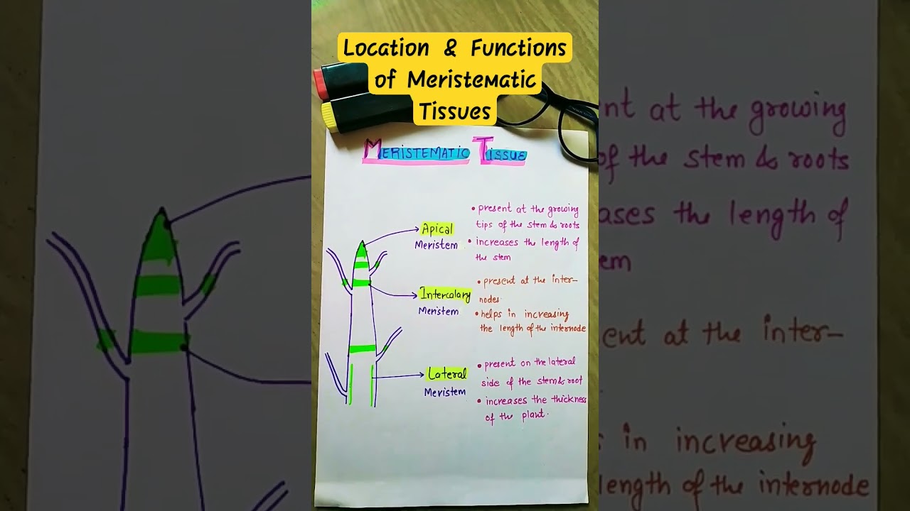 Location & Functions of Meristematic Tissues follow for more @studyofthescience  