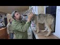 Волчица Ласкава и бананы.Lasкawa wolf and bananas