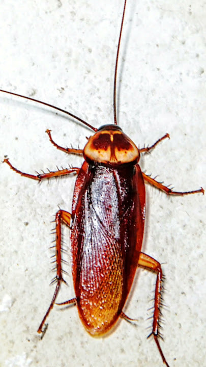 cockroach sound