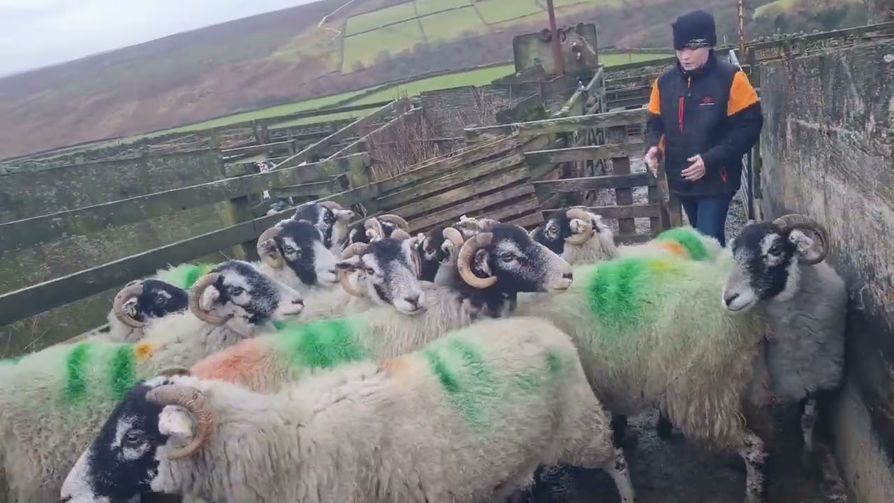 Охота на овец: сканирование местности и время поиграть с раскопками.