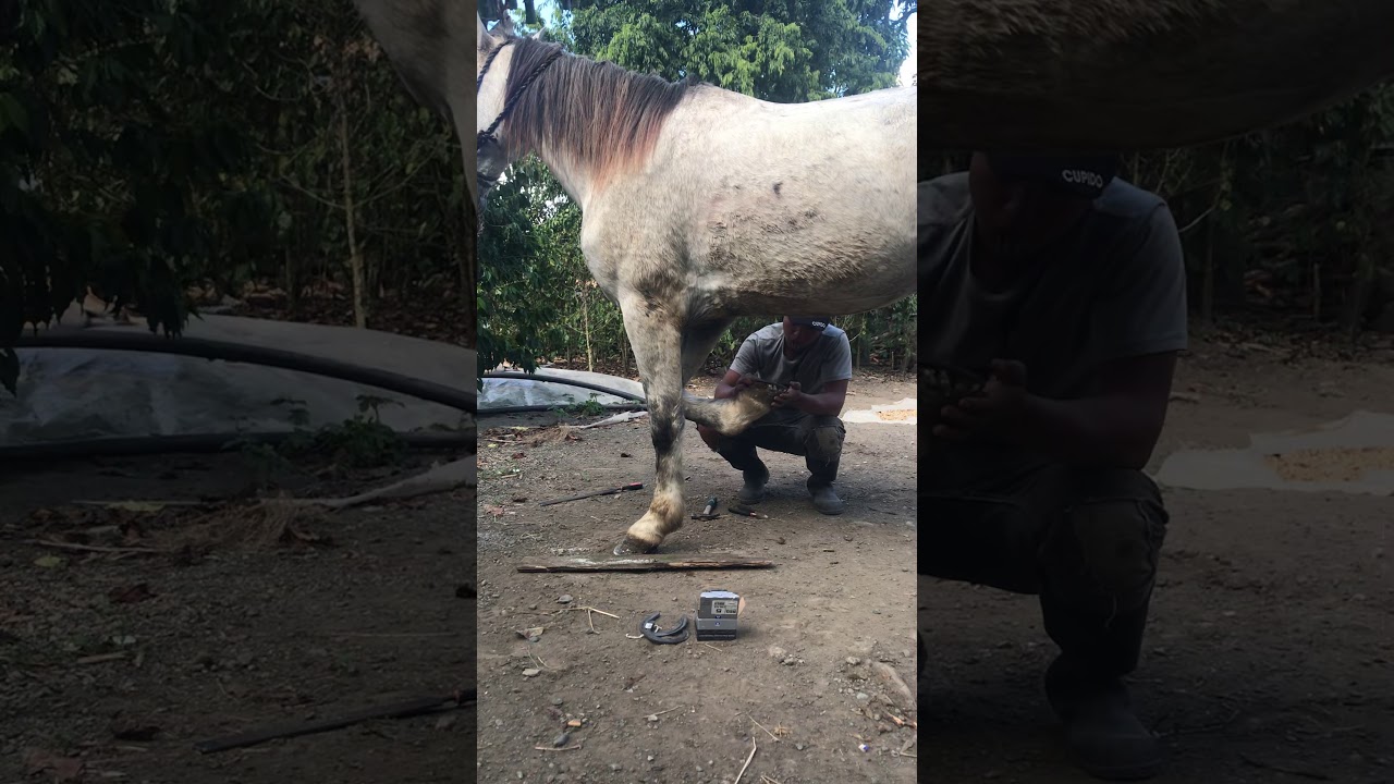Herrando caballos en Rancho arriba de San José de ocoa