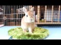 うさぎのモキュ様のしっぽっぽっの存在意義。