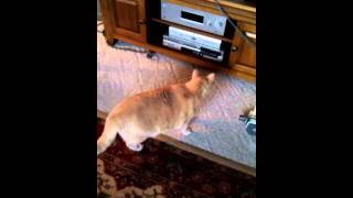Cat vs. DVD player