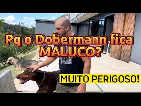 Vídeo: Os dobermans são bons animais de estimação?