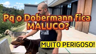 A VERDADE SOBRE O DOBERMANN  O CÃO QUE FICA LOUCO