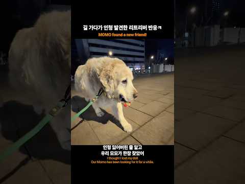 길에서 인형 발견한 리트리버 반응 ㅋ
