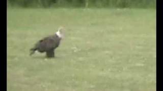 Bald Eagles, '08.mp4