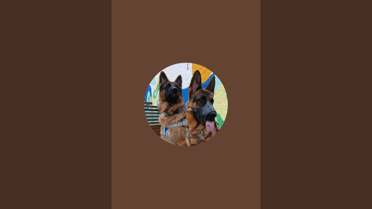 Radio Canin Présente🙏Mettre Canines🫡Chiens Berger Allemand🐶🐕🦮🐕‍🦺🫶