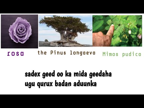 Sadex Geed Oo Ka Mida Geedaha Ugu Quruxda Badan Aduunka