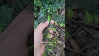 California redwood tips in the spring are pretty similar to Spruce tips!