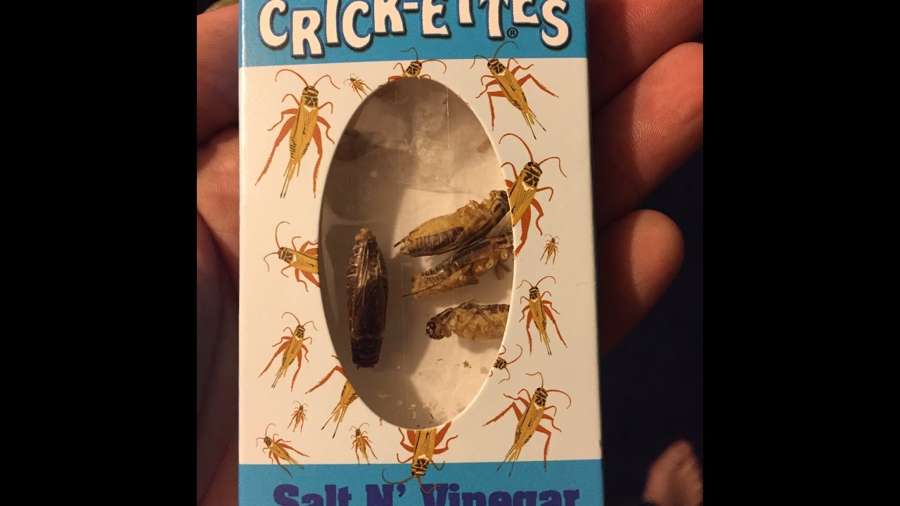 salt and vinegar cricket challenge YouTube