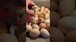 OMG chicks started to hatch at day 19