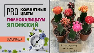 Гимнокалициум японский - необычный цветной кактус | Как правильно ухаживать