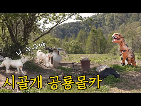 거대 공룡옷입고 왔을 때 주인을 알아볼까?