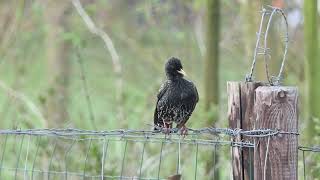 a Starling on barbed wire