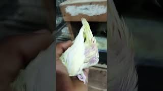 #parrot #maintota #birds #talkingparot #nonstoptalkingparrot #funniestvideo #cute #lovebirds #pets