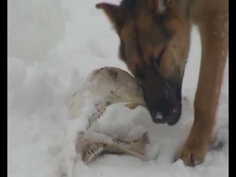 в овраге лошадь доедают выражение. усталая лошадь. смешные лошади. твои друзья в овраге лошадь доедают. твои кенты в овраге лошадь.