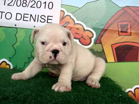 English bulldog For Sale - Aomi - http://www.bullcanes.net - ceo@bullcanes.net puppy paradise