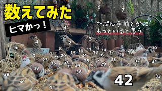今日の小庭総集編(鳩数3【1】羽)221213