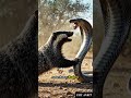 The Animal That Cannot Be Killed 🦡 #wildlifeshorts #wildlife #wildlifedocumentary#shorts #trending