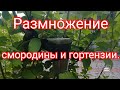 Размножение гортензии и смородины.#дача#теплица#размножениесмородины#