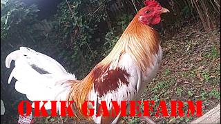 Lets Visit The Farm Of Okik Gamefarm