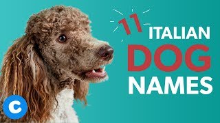 Top 20+ Female Dog Italian Names 2022: Things To Know
