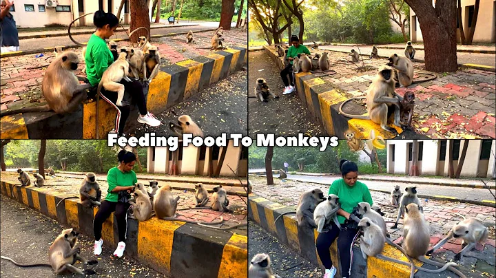 Feeding Food To Monkeys 🐒🍌 | Kapi Sena