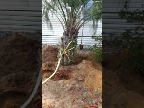 how to move a palm tree how to move a palm tree