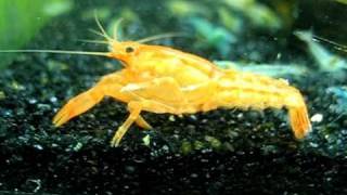 How to find that is a female Mexican orange dwarf crayfish (CPO)
