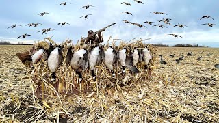 Late Season GOOSE HUNTING a Massive Corn Field LOADED with Birds!