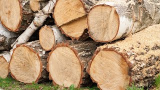 Wood Whispers: Uncovering the Psychology of Nature's Timeless Material