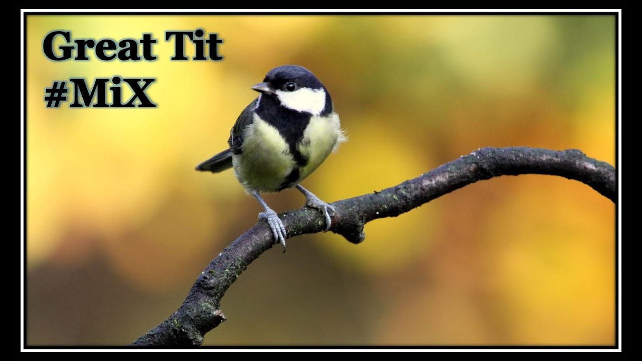 RELAXING WITH BIRDSONG | Great Tit (Variation 