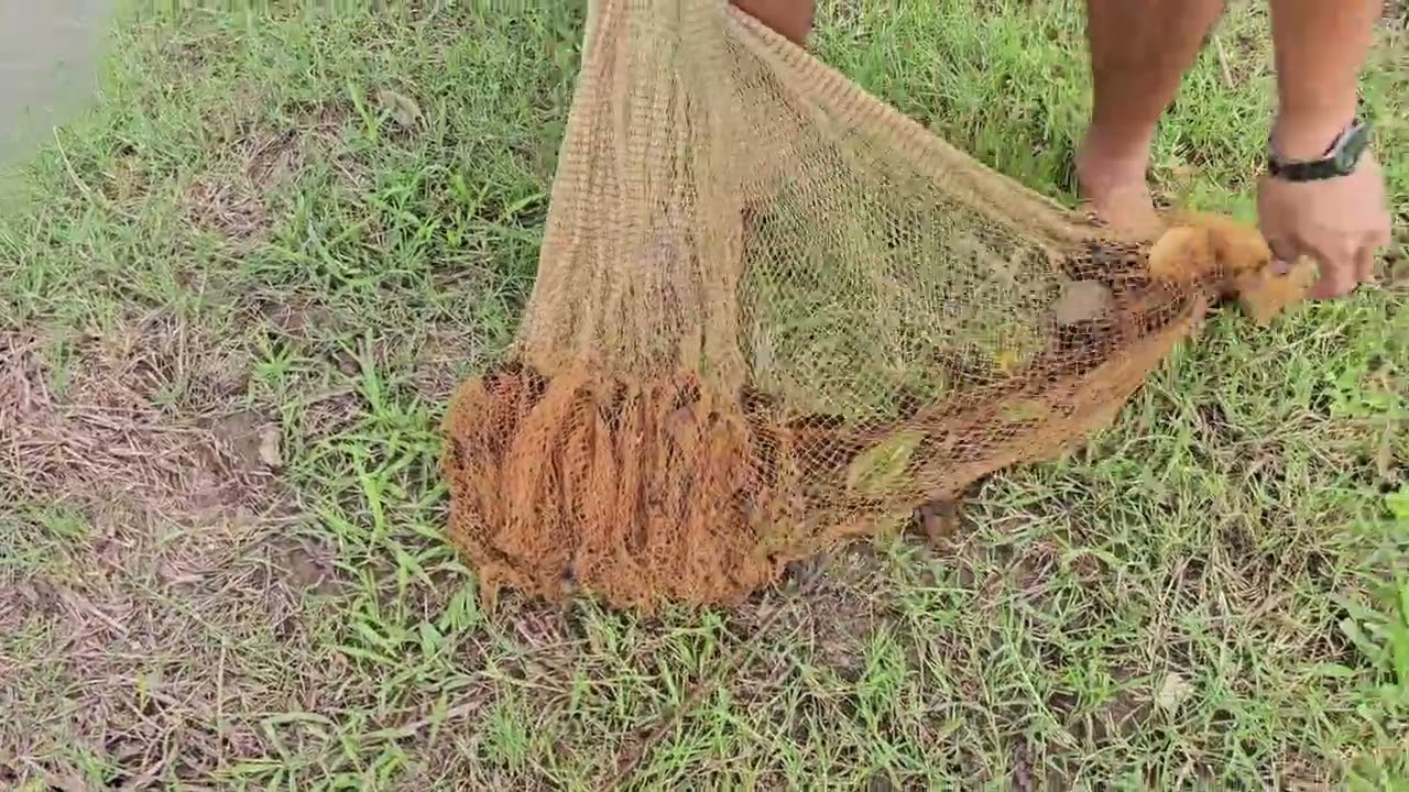 Chài tôm trong vuông tự nhiên tôm hết có biết rồi