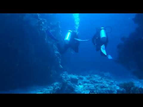Bull Shark Diving